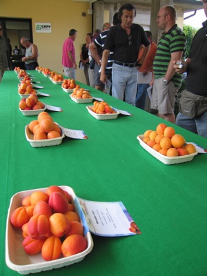 Frutti in esposizione durante incontro presso Astra di Imola